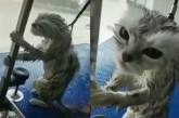 «Страшная месть»: мокрый кот затаил на хозяина за водные процедуры (ВИДЕО)