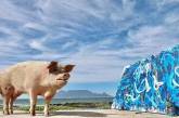 Картина свиньи-художницы побила рекорд на аукционе (ВИДЕО))