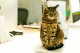 В Японии компания наняла бездомных котов, чтобы повысить производительность (ВИДЕО)