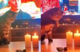 Кот увидел горящие свечи и ошалел от восторга (ВИДЕО) 