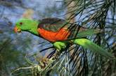 Город в Австралии "атаковали" пьяные попугаи