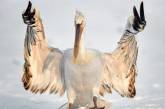 Дерзкий пеликан показал фотографу "неприличный жест" (фото)