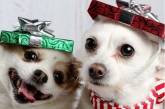 Собаки-кривляки рассмешили своим рождественским снимком (ФОТО)
