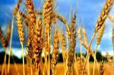 Украина ввела полный запрет на экспорт пшеницы