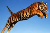 Увидит ли страна в 2010 "прыжок украинского тигра"?