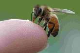 Токсикологи предупреждают николаевцев об опасности пчел