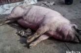 Зараженные чумой туши свиней из Новой Одессы по дешевке продавали в Николаев