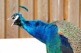 Птичий грипп в Николаевском зоопарке не выявлен