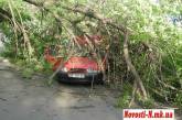 В Николаева на «Форд» рухнуло дерево