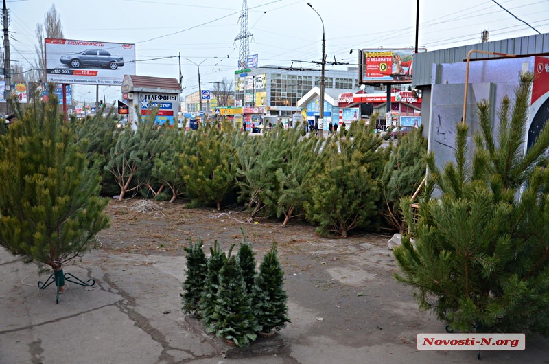 Сколько стоят новогодние елки в Николаеве?