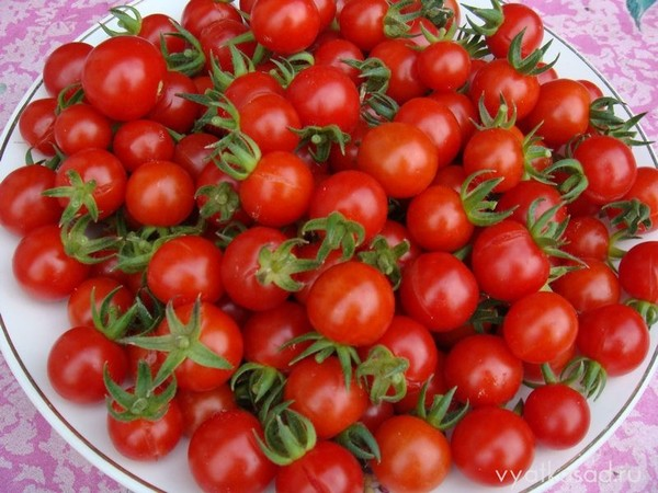 Помидоры могут быть крайне опасными: какие томаты нельзя есть