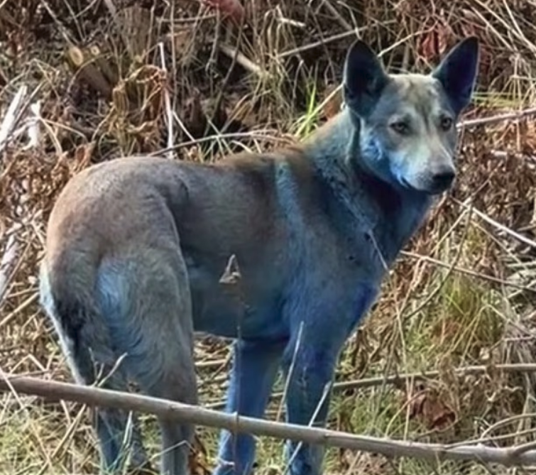 В зоне отчуждения Чернобыльской АЭС появились собаки синего цвета - причина неизвестна В зоне отчуждения Чернобыльской АЭС появились собаки синего цвета - причина неизвестна