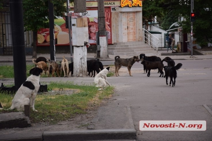 Николаевские собаки не ядовиты?
