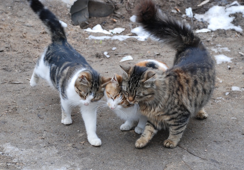 L'amour des trois