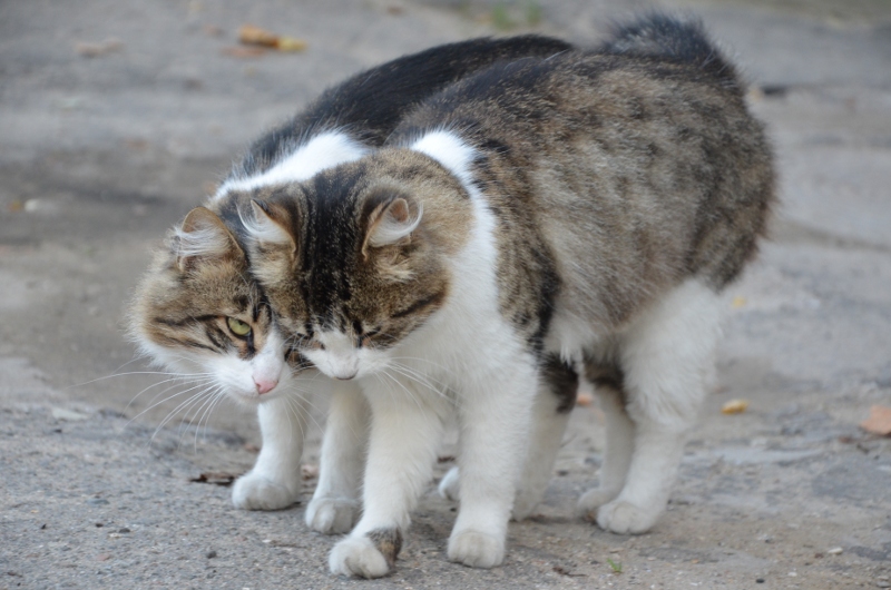 Хорошему коту и в ноябре март