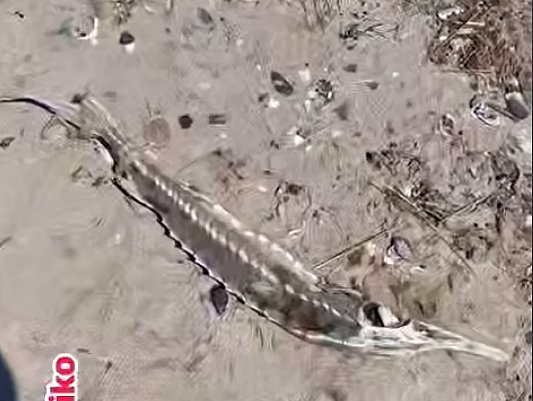 Пляж Коблево усыпан мертвыми осетрами: в сети появилось видео Пляж Коблево усыпан мертвыми осетрами: в сети появилось видео