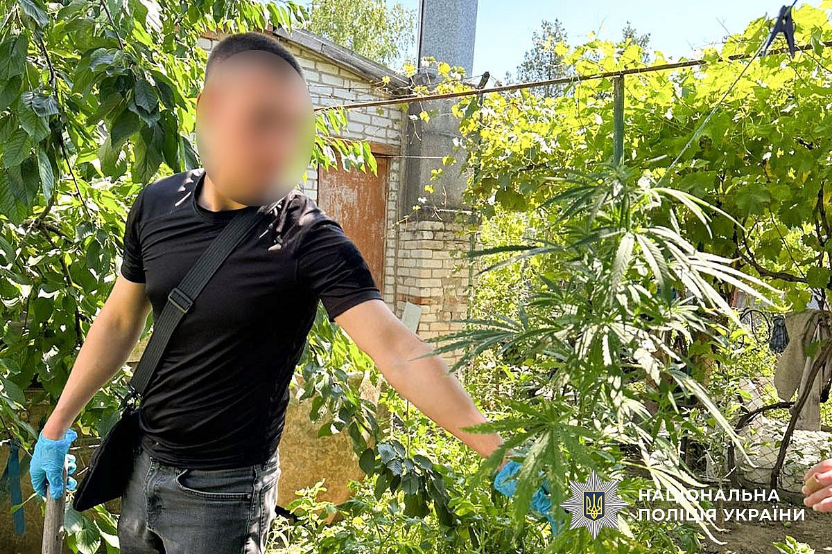«Джентльмены» пришли за коноплей: на Николаевщине изъяли 1500 кустов и 27 кг каннабиса «Джентльмены» пришли за коноплей: на Николаевщине изъяли 1500 кустов и 27 кг каннабиса