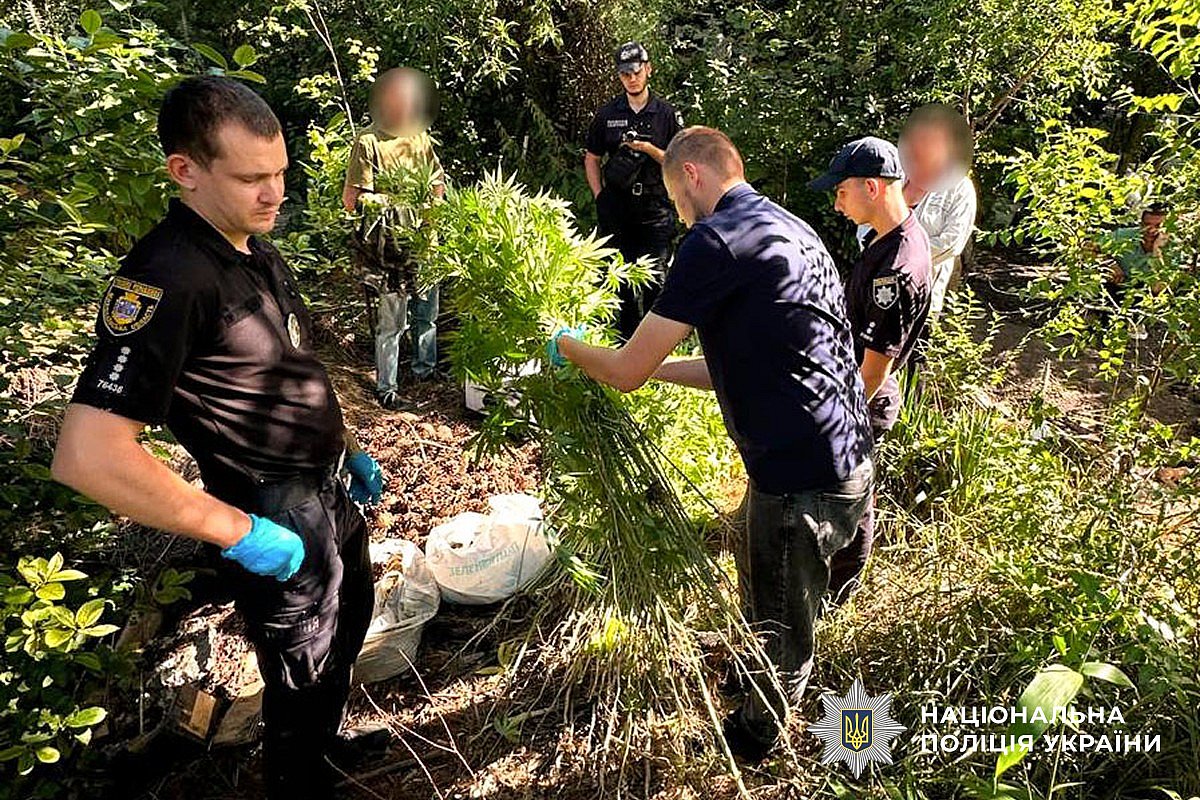 «Джентльмены» пришли за коноплей: на Николаевщине изъяли 1500 кустов и 27 кг каннабиса «Джентльмены» пришли за коноплей: на Николаевщине изъяли 1500 кустов и 27 кг каннабиса
