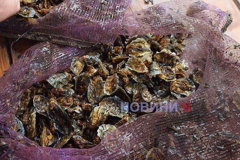 Ойстервиль: отдых на все вкусы - голубая лагуна, солнце и устрицы Ойстервиль: отдых на все вкусы - голубая лагуна, солнце и устрицы