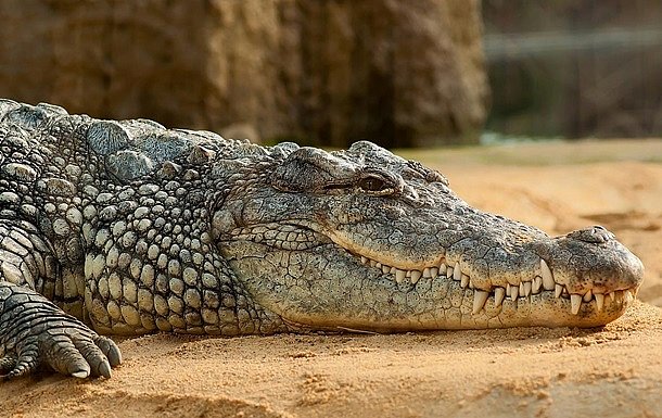 В Израиле планируют охранять тюрьму с помощью крокодилов В Израиле планируют охранять тюрьму с помощью крокодилов