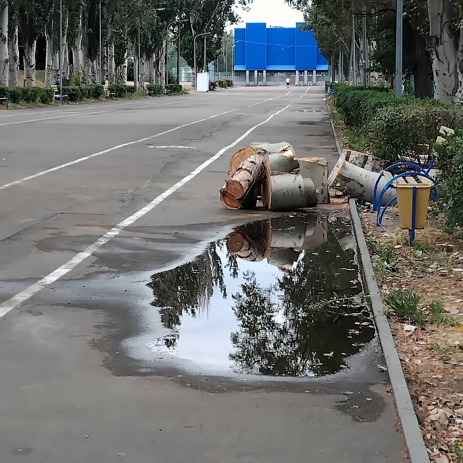На Центральном городском стадионе Николаева сносят деревья (фото) На Центральном городском стадионе Николаева сносят деревья (фото)