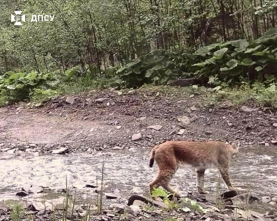 Редкая карпатская рысь попала на камеры пограничников в буковинских лесах (фото) Редкая карпатская рысь попала на камеры пограничников в буковинских лесах (фото)