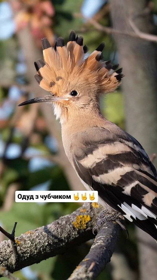 Фотоохотница показала необычных птиц Николаева (фото) Фотоохотница показала необычных птиц Николаева (фото)