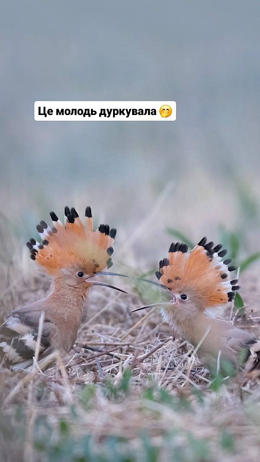 Фотоохотница показала необычных птиц Николаева (фото) Фотоохотница показала необычных птиц Николаева (фото)