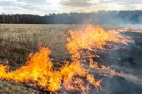 На Баштанщине арендатора оштрафовали за сжигание стерни На Баштанщине арендатора оштрафовали за сжигание стерни