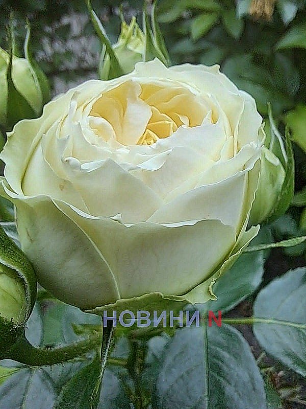 Николаевщину накрыла аномальная жара, почва раскалилась до +69°: побиты температурные рекорды Николаевщину накрыла аномальная жара, почва раскалилась до +69°: побиты температурные рекорды