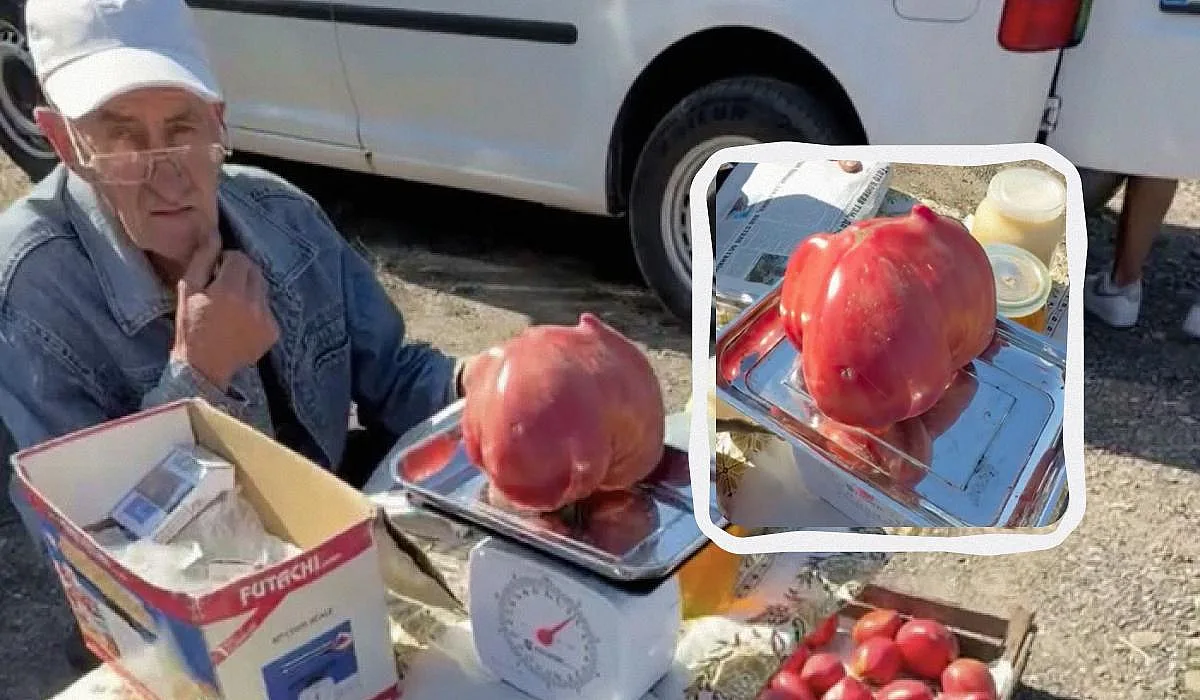 В Ивано-Франковской области заметили гигантский помидор весом 1,2 кг: продавец удивил ценой В Ивано-Франковской области заметили гигантский помидор весом 1,2 кг: продавец удивил ценой