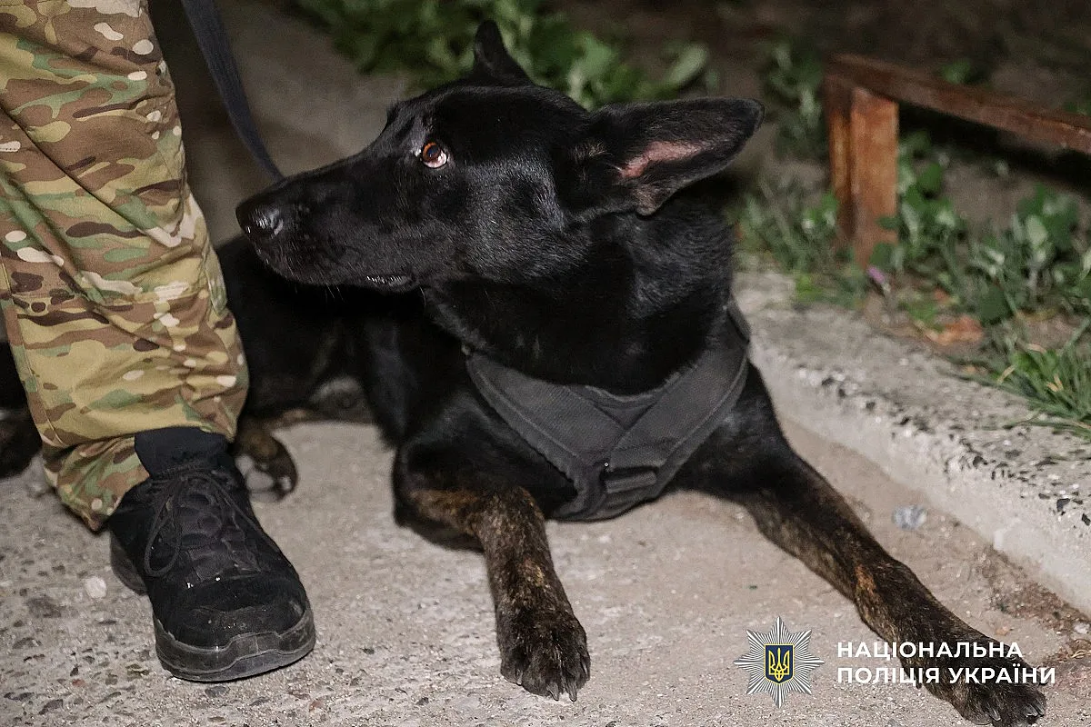 В Николаеве со спецназовцами и служебными собаками провели вечерний рейд на улицах (фото) В Николаеве со спецназовцами и служебными собаками провели вечерний рейд на улицах (фото)