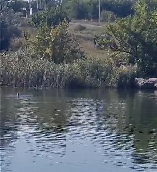 «Были в форме, балаклавах»: водолазы нашли тело мужчины, который прыгнул в водоем, убегая от преследователей «Были в форме, балаклавах»: водолазы нашли тело мужчины, который прыгнул в водоем, убегая от преследователей