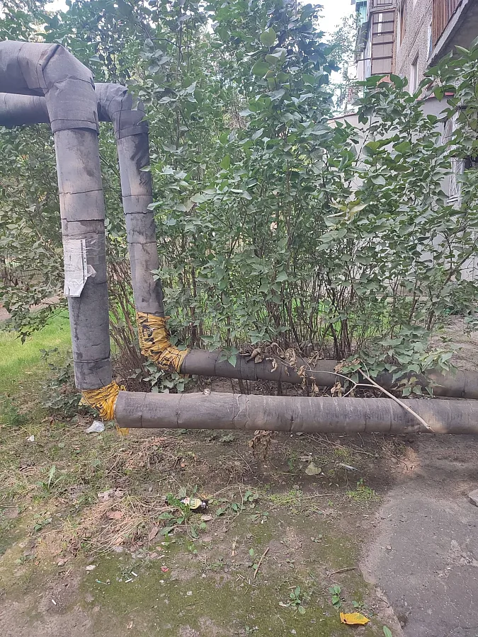 Куст сирени стал причиной бед для николаевцев Куст сирени стал причиной бед для николаевцев