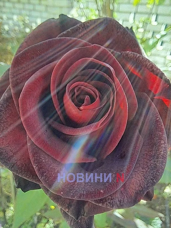 Синоптики рассказали, какой будет погода в Николаеве и области 30 сентября Синоптики рассказали, какой будет погода в Николаеве и области 30 сентября