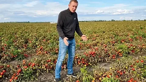 «Сандоры нет, завода нет»: в Николаевской области томаты гниют на полях из-за отсутствия сбыта «Сандоры нет, завода нет»: в Николаевской области томаты гниют на полях из-за отсутствия сбыта
