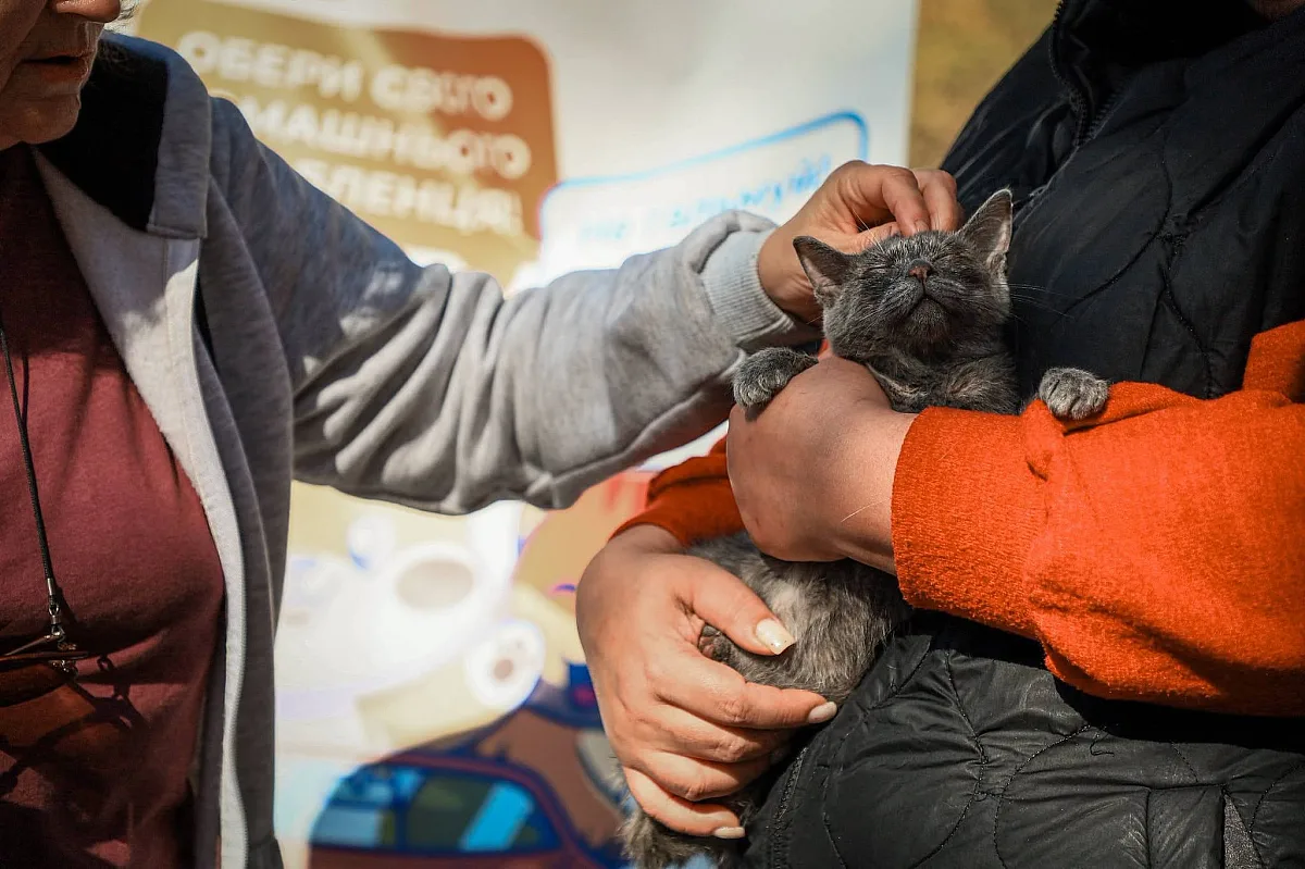 В Николаеве на выставке бездомных животных новых хозяев нашли 13 собак и кошек В Николаеве на выставке бездомных животных новых хозяев нашли 13 собак и кошек