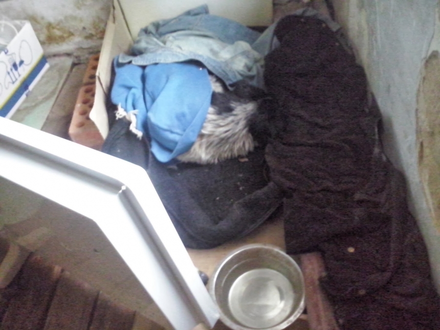 В Николаеве спасли пса из  4-метрового канализационного люка, заполненного зловонной жидкостью. ВИДЕО