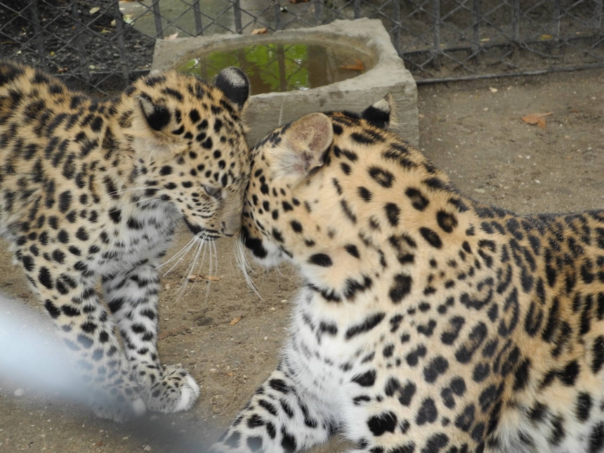 В Николаевском зоопарке родился 47-й по счету амурский тигренок