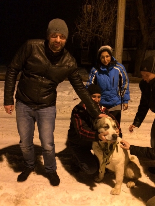 Нашлись хозяева потерявшегося "кавказца": пес уже дома