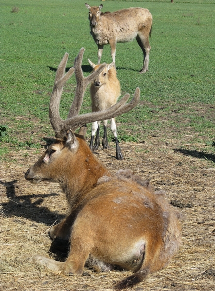 В заповеднике Аскания-Нова родился один из самых редких оленей Земли