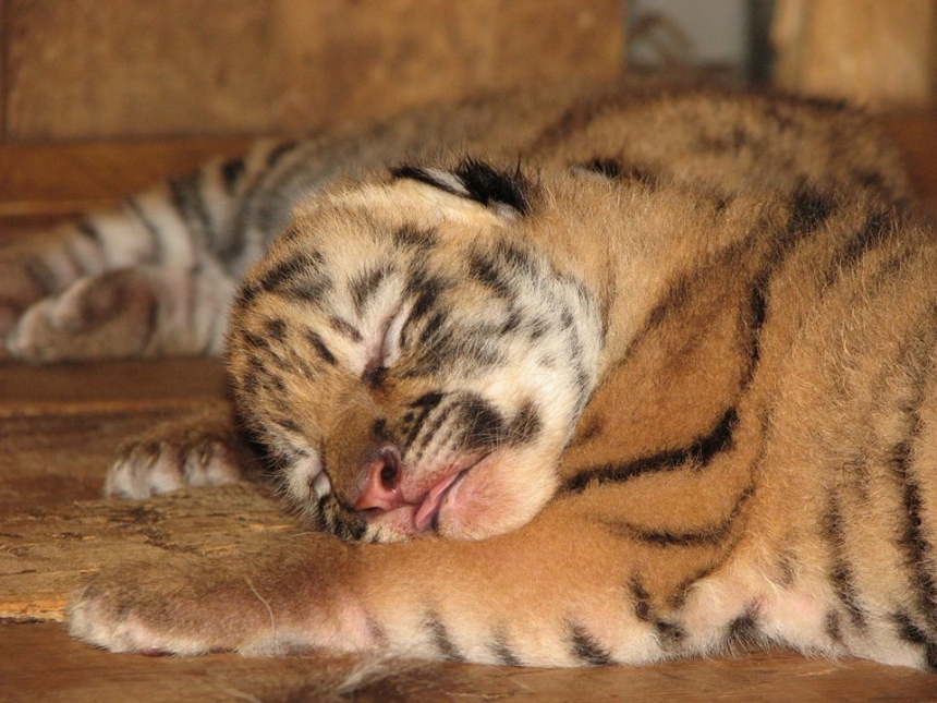 В Николаевском зоопарке пополнение: животные обзавелись потомством. ФОТО