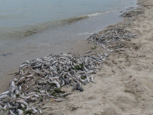 Специалисты прокомментировали массовый мор рыбы на Николаевщине