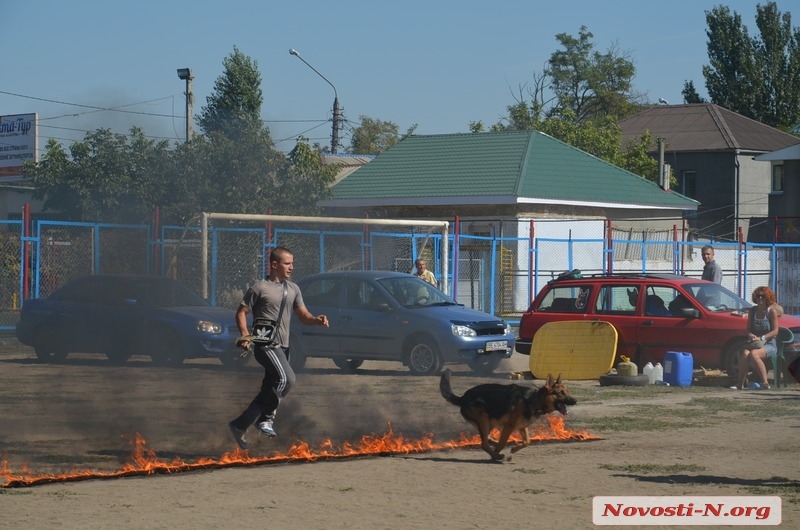 В Николаеве проходит выставка собак «Осень Прибужья - 2015». ФОТОРЕПОРТАЖ