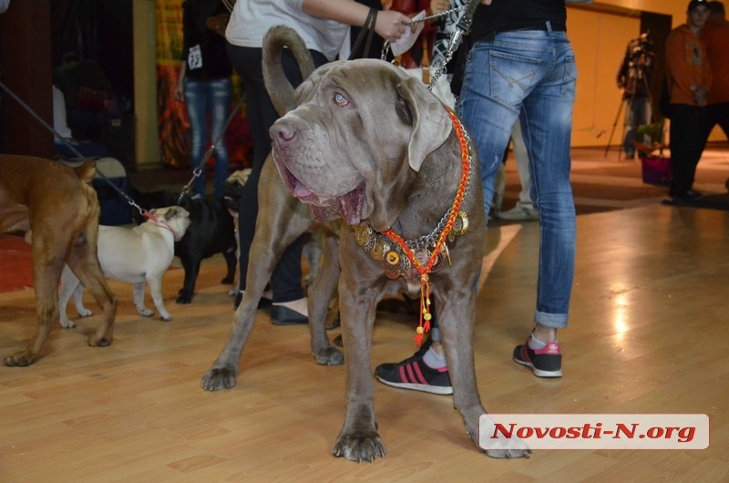 В Николаеве проходит выставка собак: на кону звание Чемпиона Украины. ФОТО, ВИДЕО