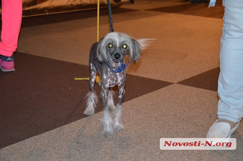 В Николаеве проходит выставка собак: на кону звание Чемпиона Украины. ФОТО, ВИДЕО