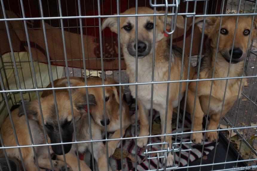 «Подари собаке дом»: в Николаеве прошла выставка животных