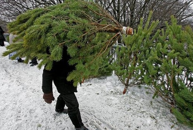 Где в Николаеве можно купить легальные елки