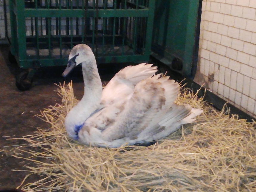 Николаевский зоопарк взял под свою опеку лебедя, которого спасли от собак небезразличные горожане