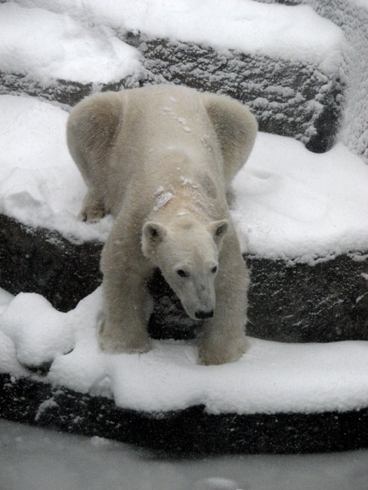 Как радуются зиме обитатели николаевского зоопарка. ФОТОРЕПОРТАЖ